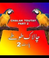 chalak toutey 2